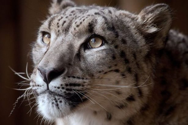 قتل نمر مهدد بالانقراض بعد هربه من القفص ورفضه العودة (موقع حيوان دودلي)