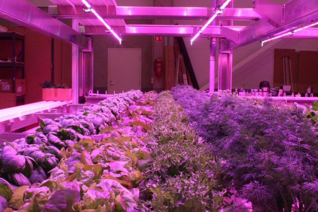 الآن، يمكنك الزراعة في مرآبك أو مخزنك الصغير.. فهل يصبح الضوء الصناعي بديلاً للشمس وينقذ العالم من الجوع؟