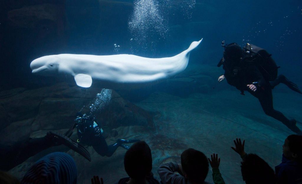 سجن الحيتان في روسيا