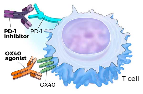 صورة توضيحية للمصافحة السرية بين خلايا الجسم والخلايا التائية/ National Cancer Institute