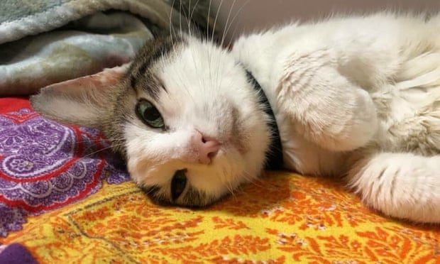 الشعبويون لا يحبون القطط