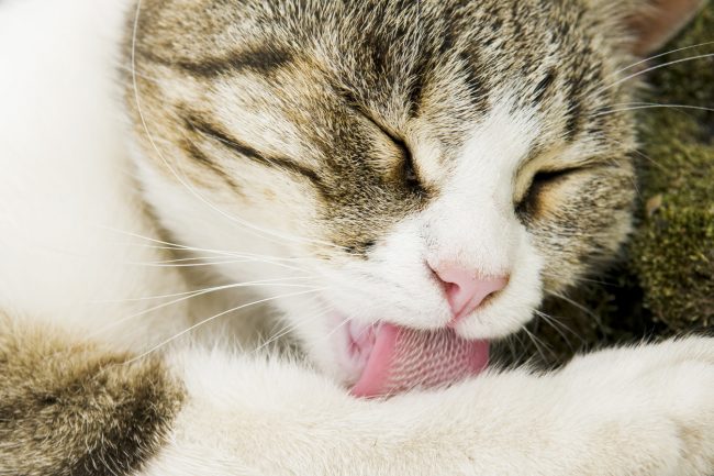 فرشاة شعر مستوحاة من لسانها الغريب.. علماء يستلهمون القطط لابتكار تكنولوجيا المستقبل