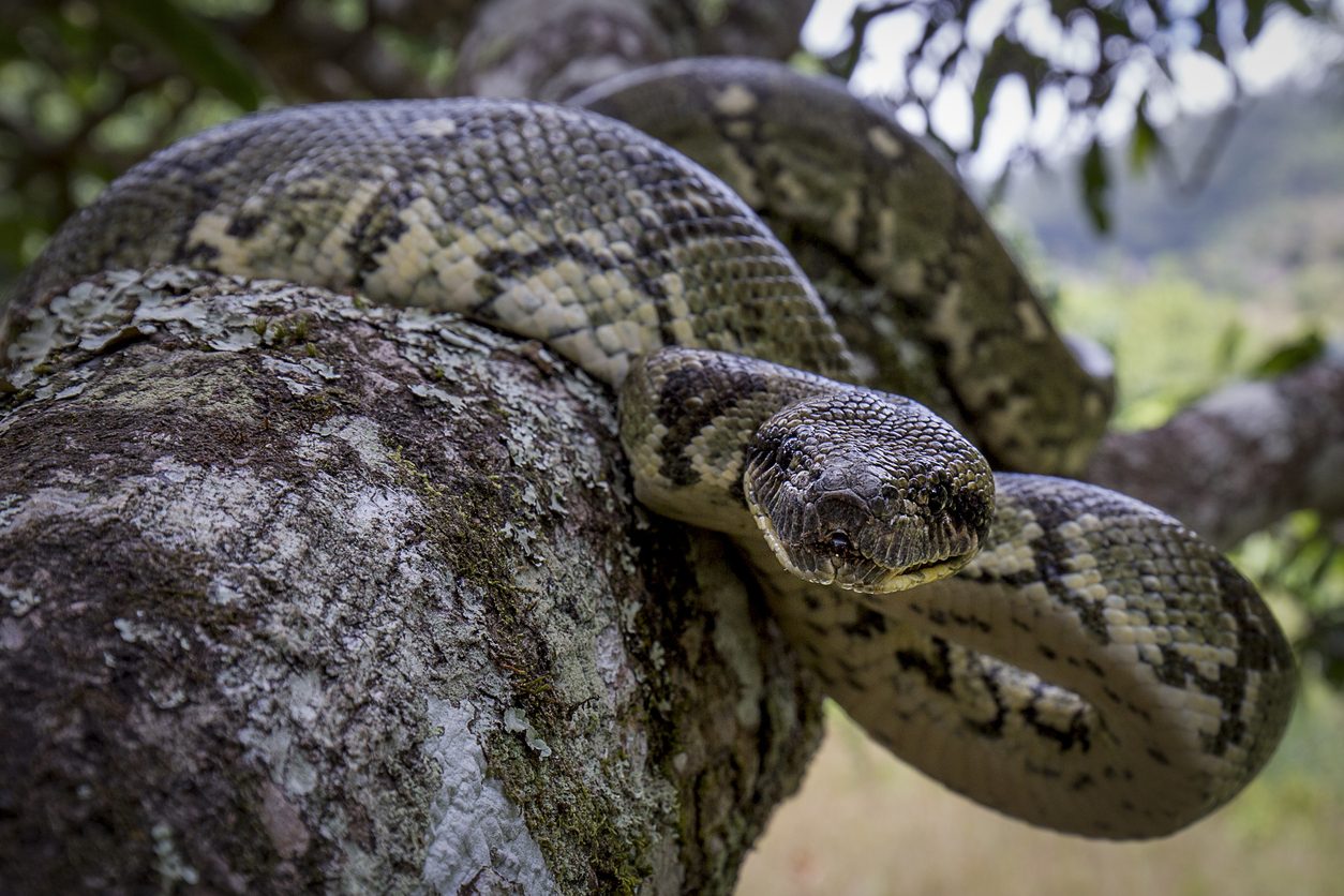 دواء من الأفعى