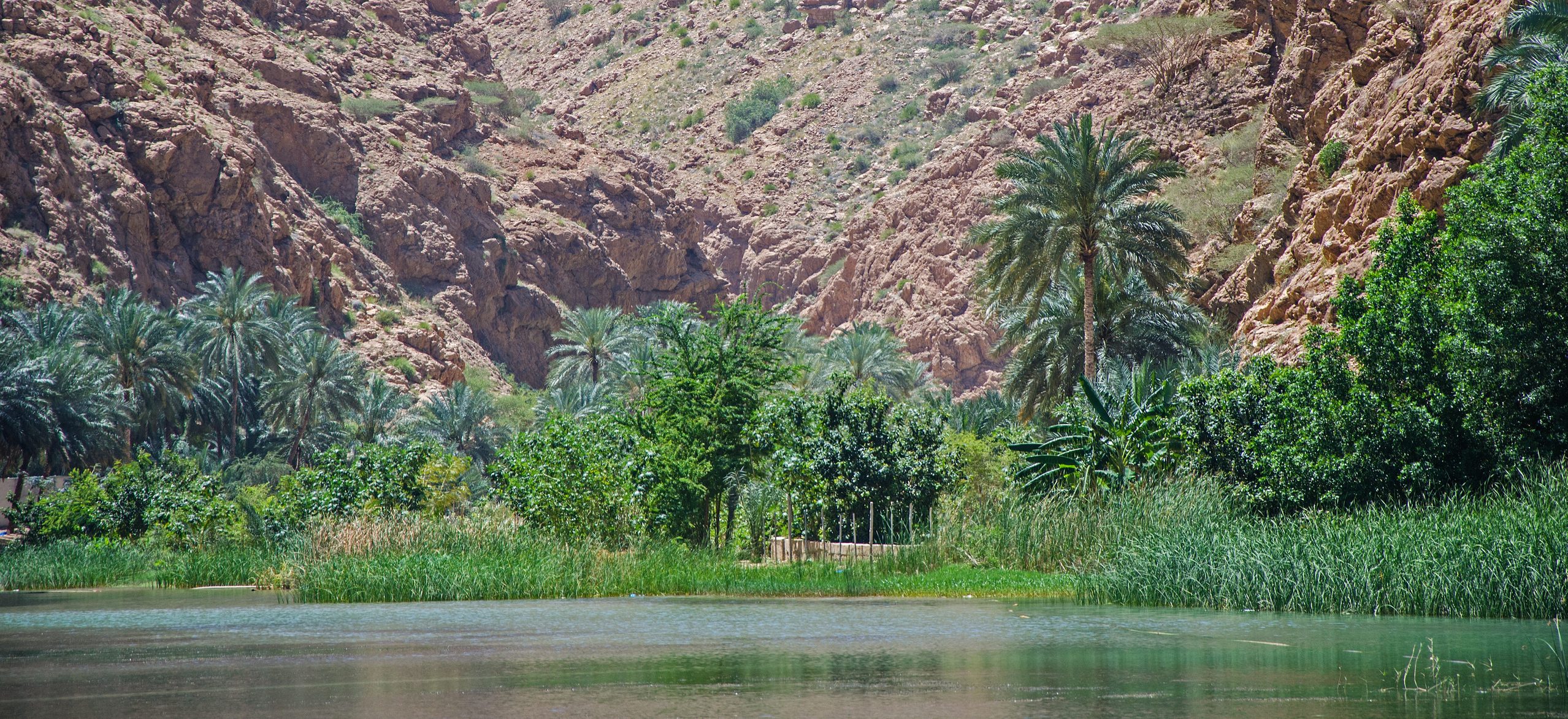 واحة في شبه الجزيرة العربية / istock