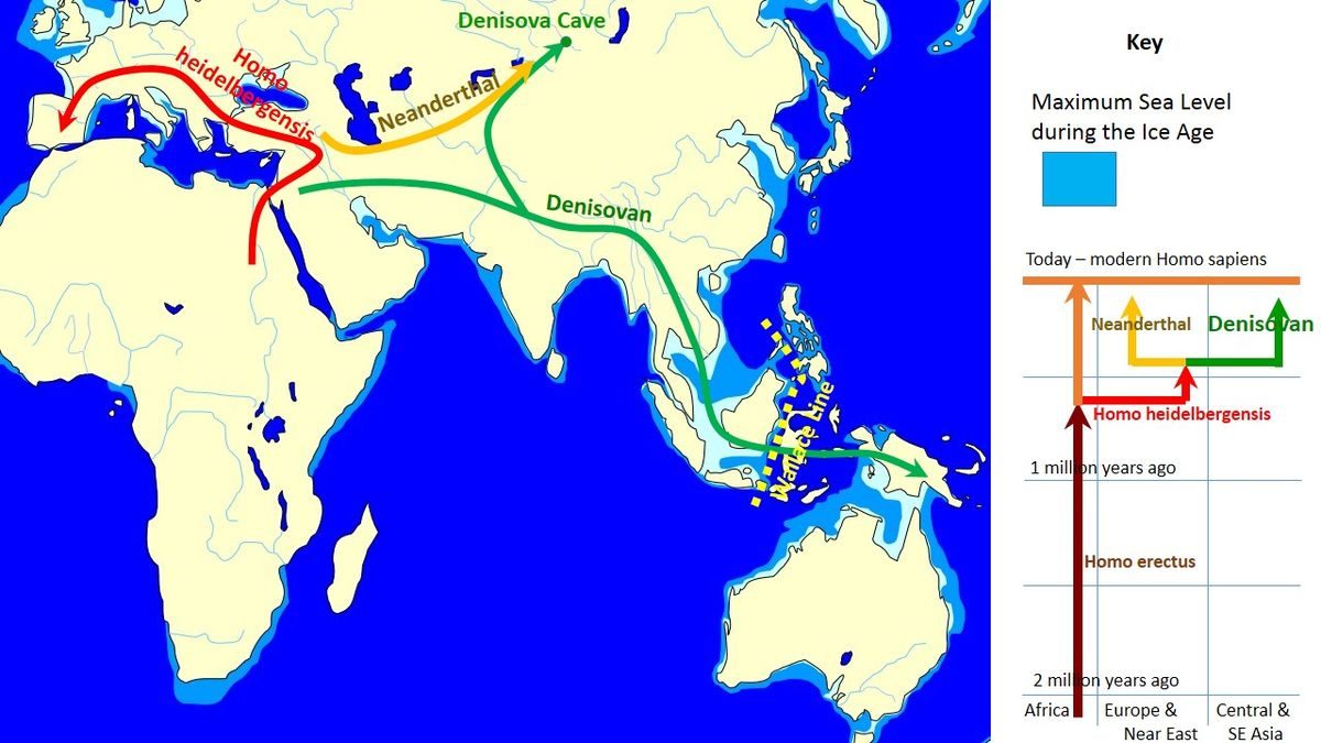 خط سير تحرك إنسان دينيسوفان بعد إنفصاله عن أسلافه المشتركين مع الإنسان البدائي/wikimedia