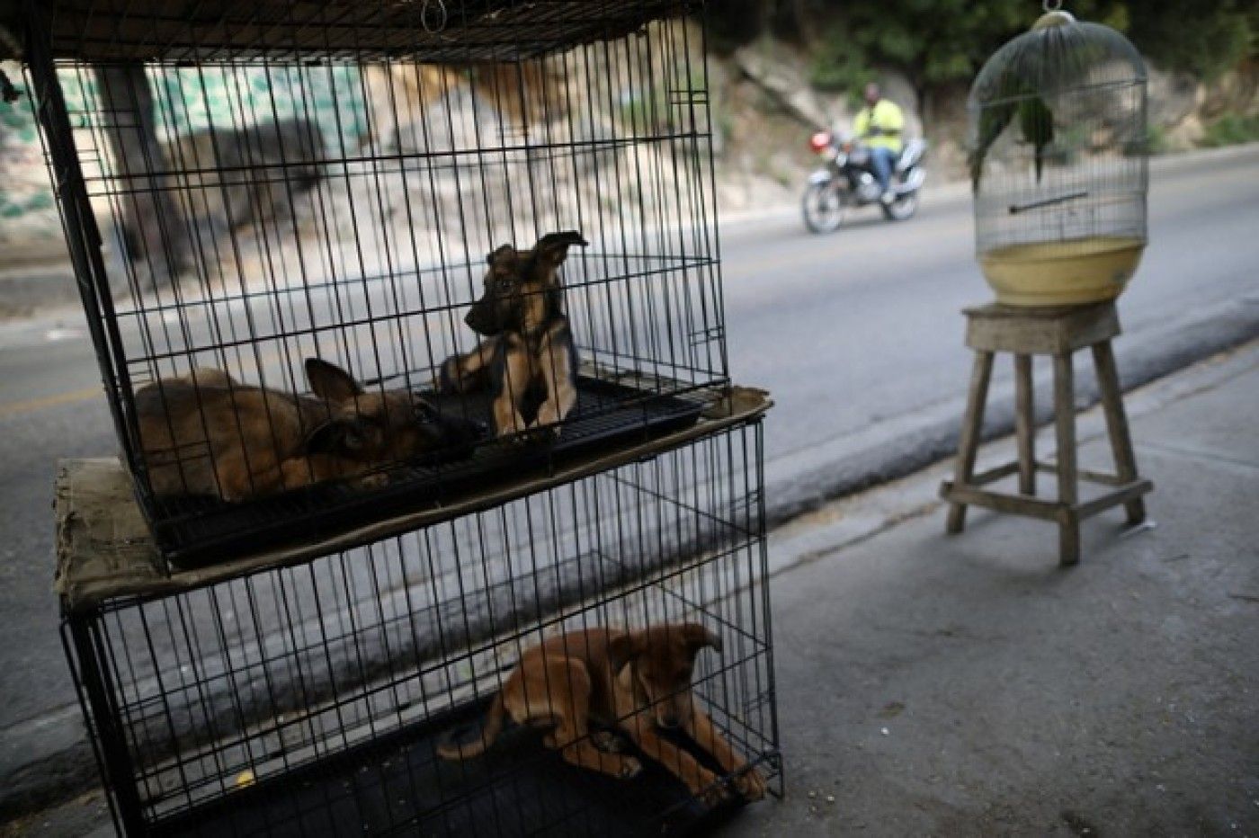 صورة تعبيرية لتصدير الكلاب