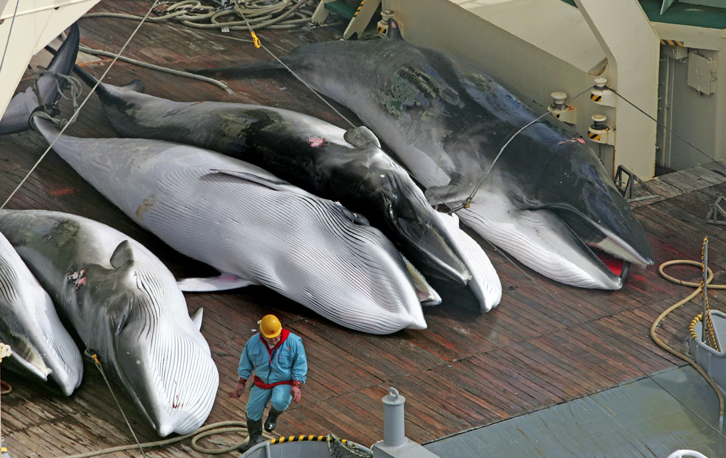 اليابان تقتل الحيتان