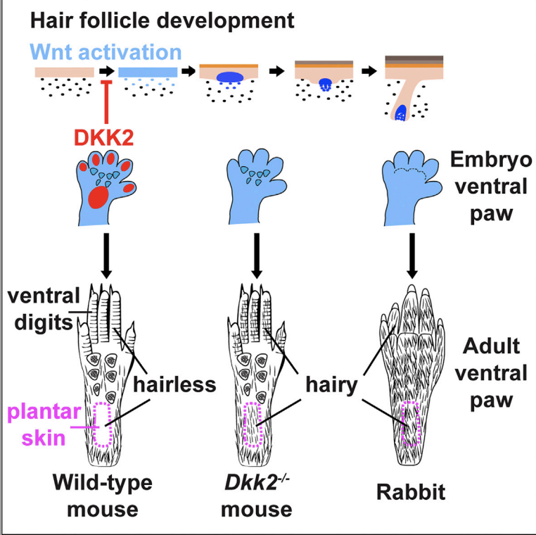 صورة تظهر وجود غياب مُثبِّط DKK2 لدى الفئران والأرانب/ Cell Reports