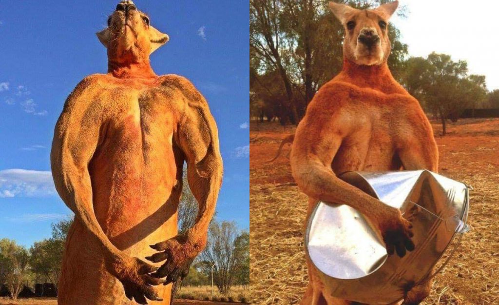 وفاة الكنغر روجر مفتول العضلات