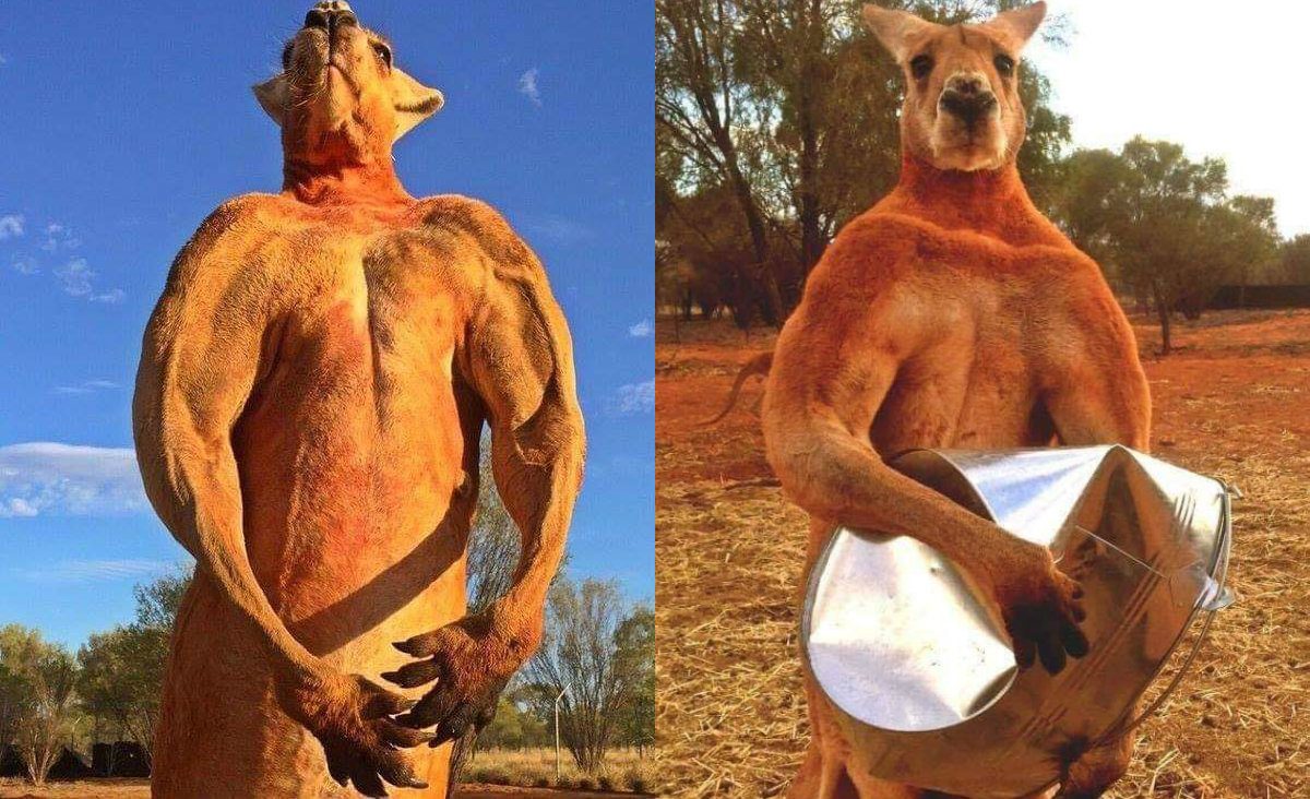 وفاة الكنغر روجر مفتول العضلات