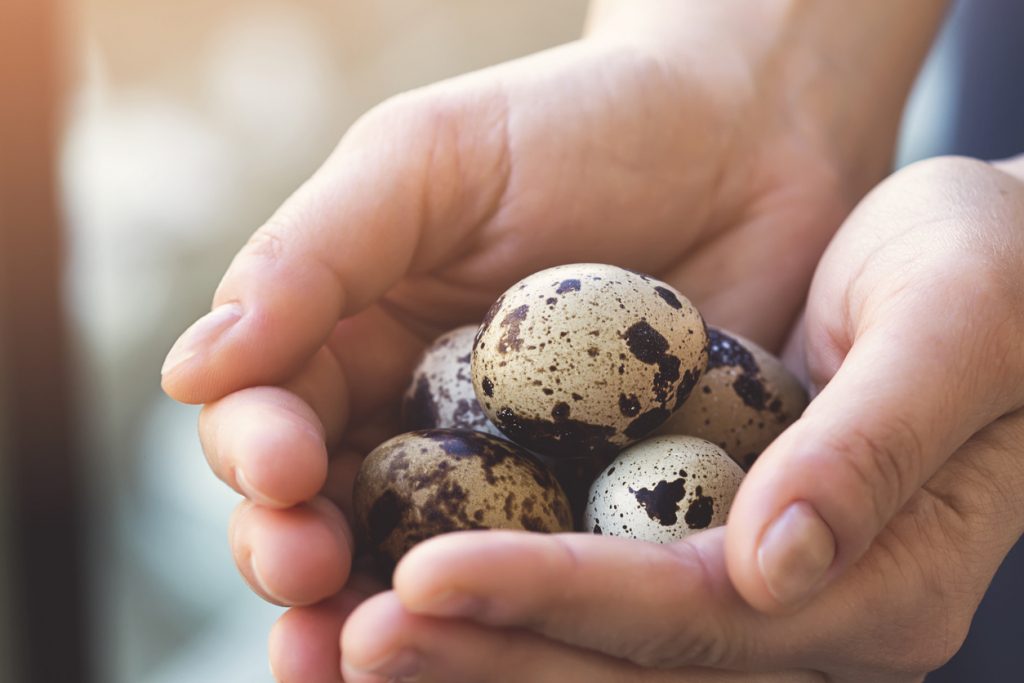 أنواع غريبة من البيض الصالح للطعام