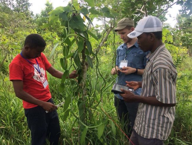 كيف تأتينا الفانيليا؟ البشر يلقحونها كالنحل، ويموتون من أجلها بهذا البلد الإفريقي الذي يزرع 80% من إنتاجها!