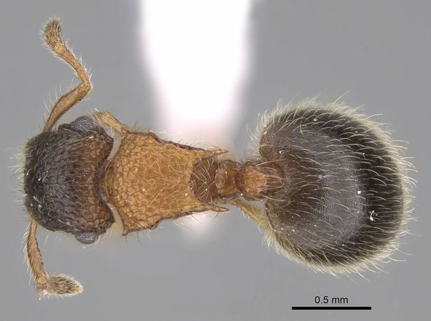 النملة التي اكتشفها البروفيسور المصري/ Image: Michele Esposito