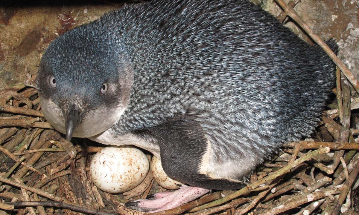 أندر البطاريق في العالم