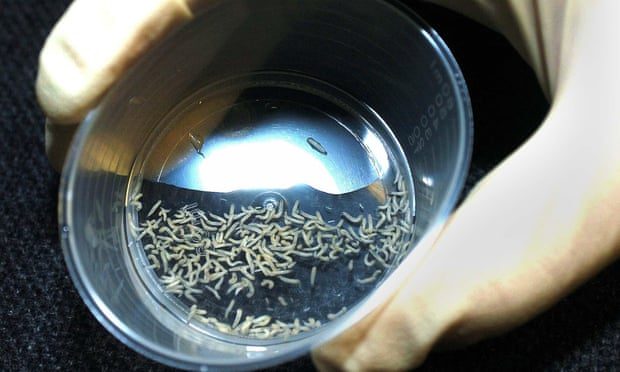 ضمن مشروع مساعدة دولي لسوريا.. بريطانيا قد ترسل يرقات «النغفات» للمساعدة على تنظيف الجروح