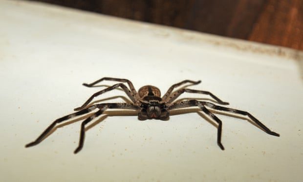 مكالمات الطوارئ في أستراليا