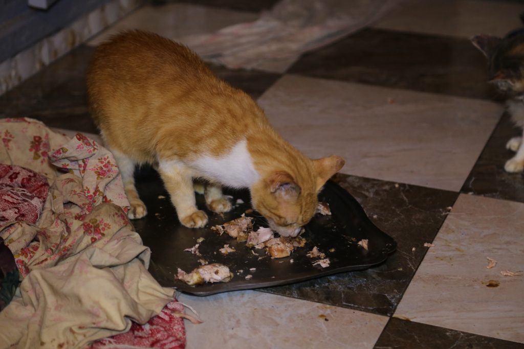 اختارت الطلاق من أجل قططها