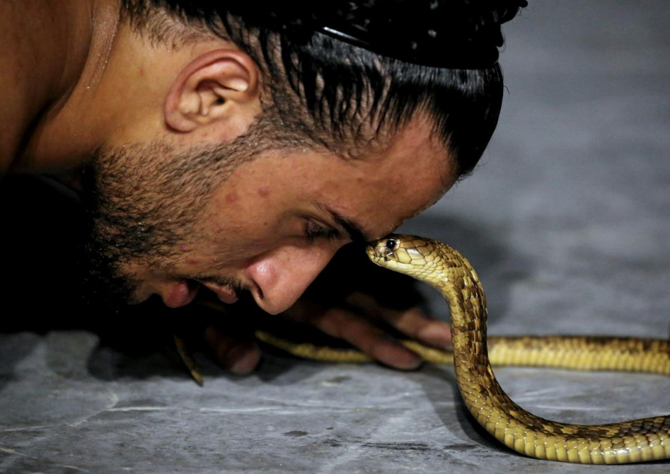 تربية الأفاعي والعناكب في مصر