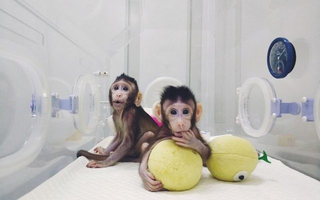 استنساخ القرود