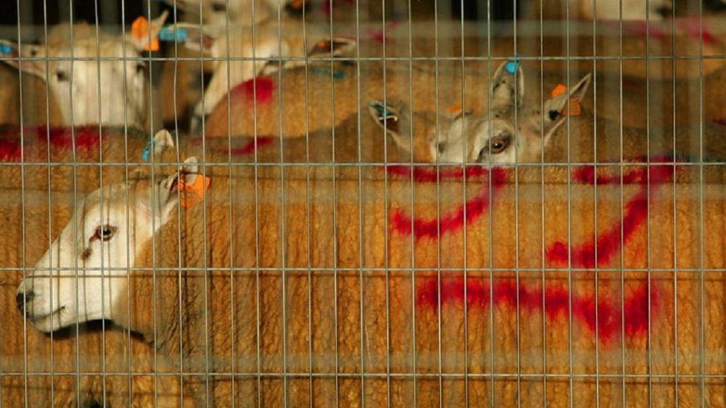 الذبح على الطريقة الإسلامية الذبح الحلال في بلجيكا