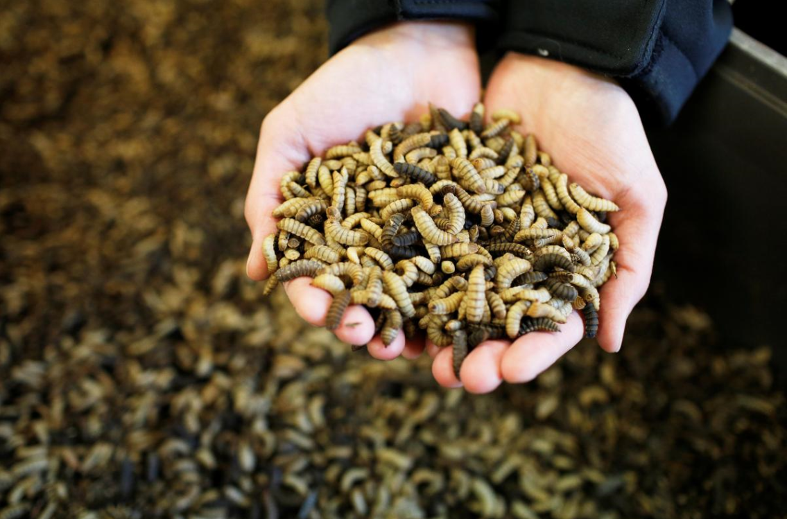 أكل الحشرات