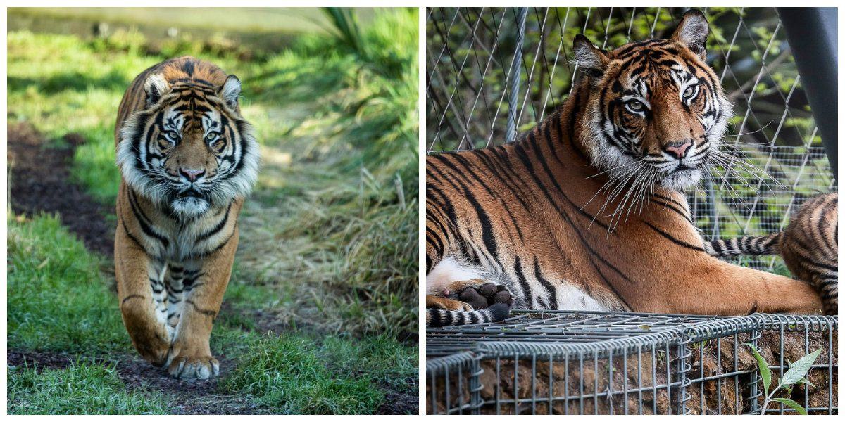 مقتل نمر سومطري خلال محاولة التزاوج في حديقة حيوان لندن