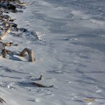 موجة صقيع في أمريكا لم تشهدها منذ 25 عاماً