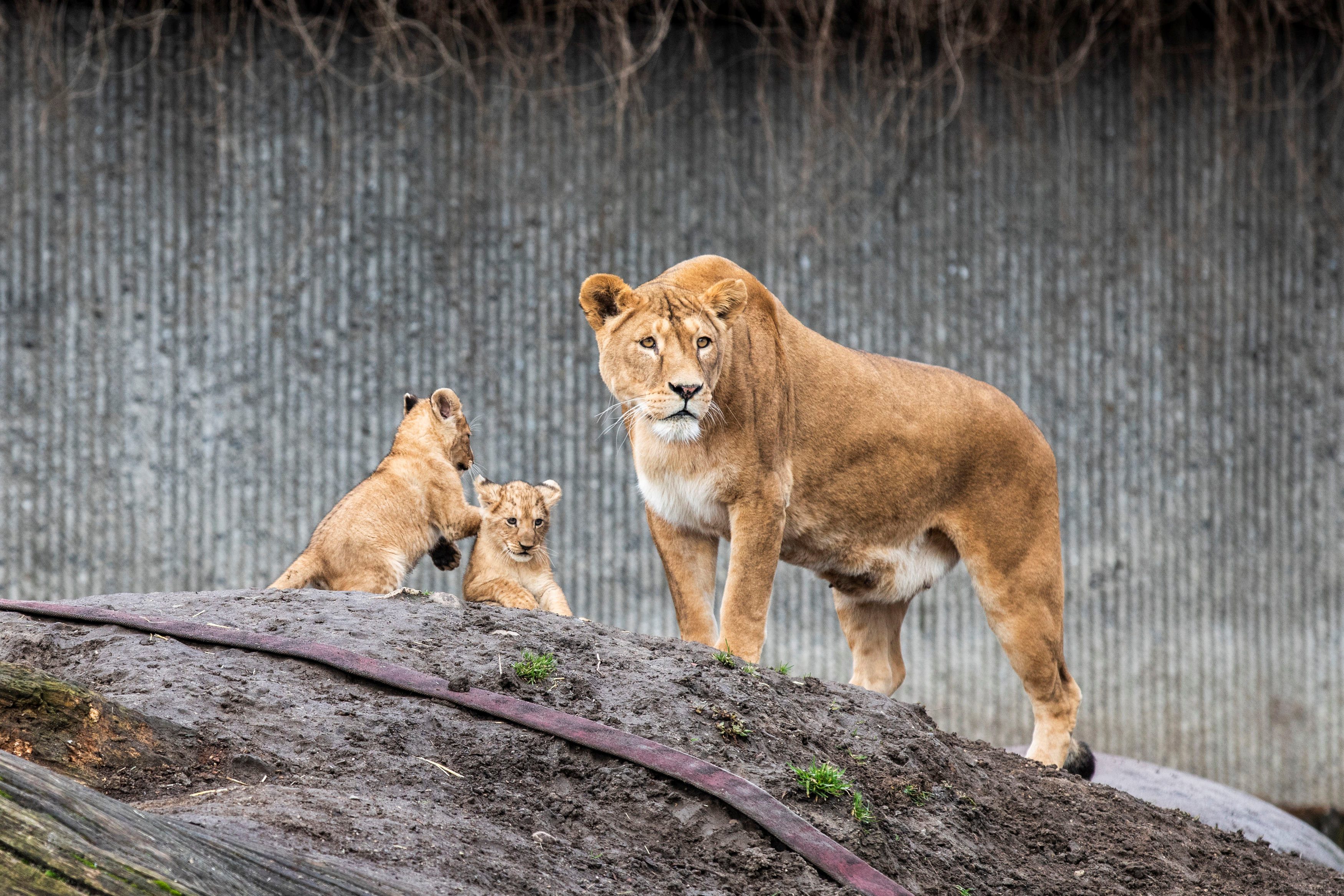 الحياة البرية رجل يحضن أسدا