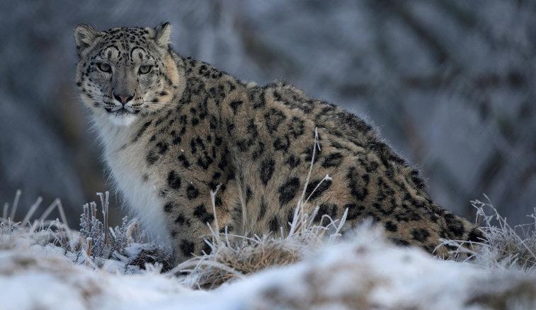 إصابة أشخاص في هجوم نادر لفهد