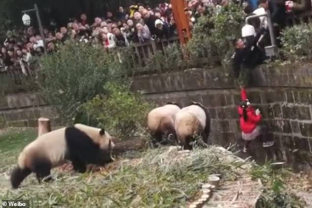 إنقاذ فتاة صغيرة بعد سقوطها في حظيرة للباندا