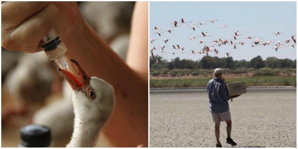 طائر الفلامينغو جنوب افريقيا يتعرض للموت البطيئ بسبب الجفاف