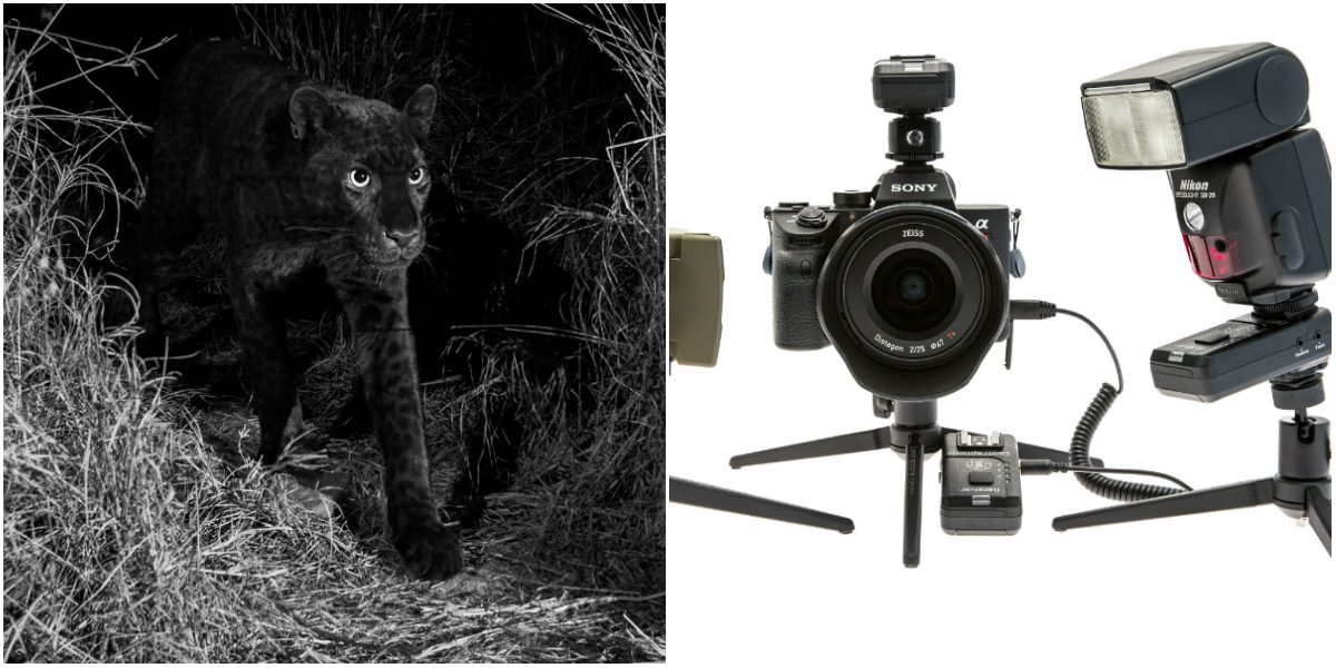 أول صور لفهدٍ أسود إفريقي نادر التُقِطَت منذ أكثر من قرن