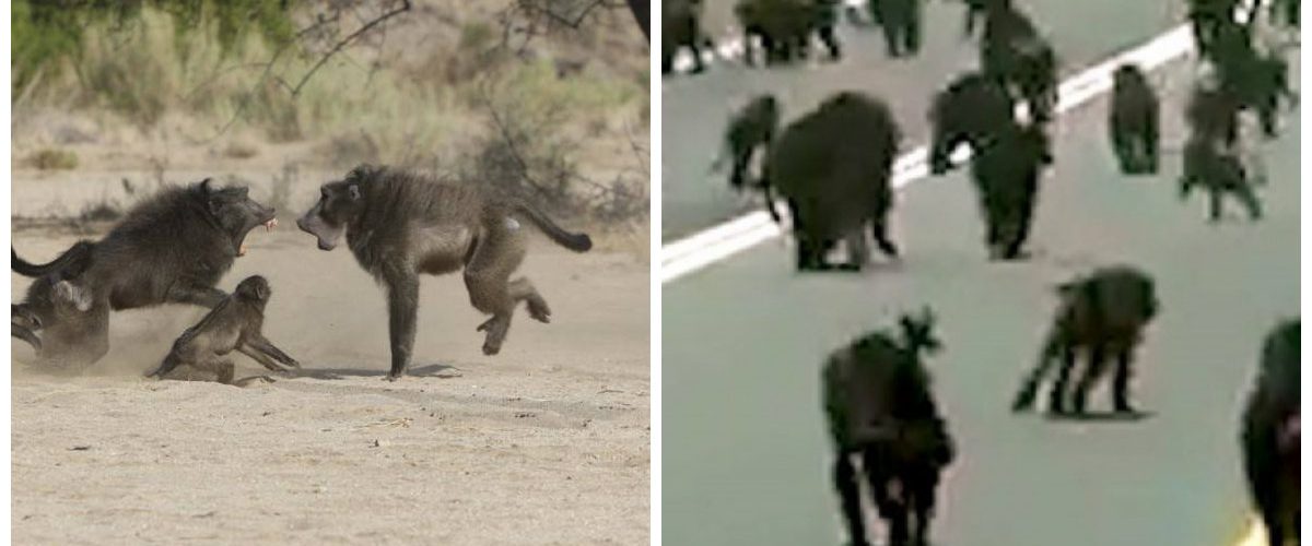 مئات القرود يهاجمون جامعة سعودية