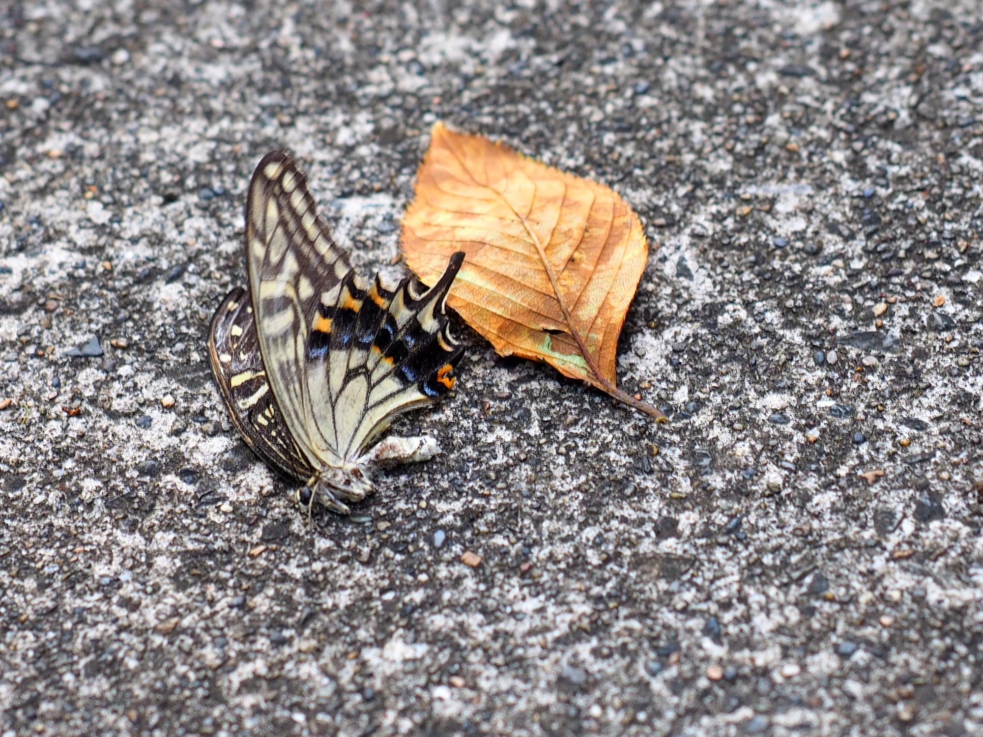 انقراض الحشرات سوف يخلّ بالتوازن البيئي بأكمله