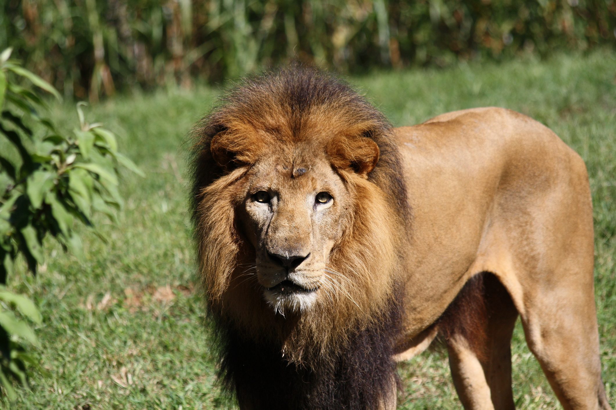 رجل يخنق الأسد