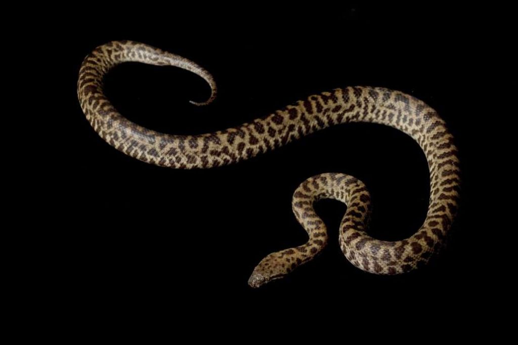 ثعبان أستراليا أسكتلندا