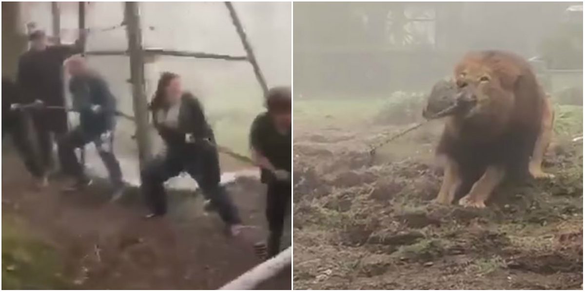 إدانة حديقة حيوان بسبب السماح للزوار بلعب شد الحبل مع أسد