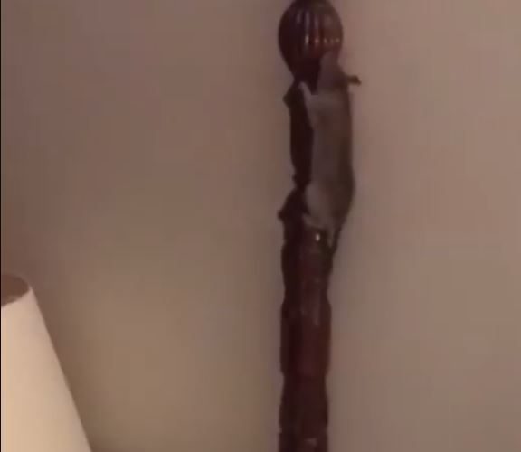 سائحة أجنبية تصاب بالصدمة الشديدة بعد رؤيتها «فأراً» في غرفتها بأحد الفنادق الكبرى في القاهرة!