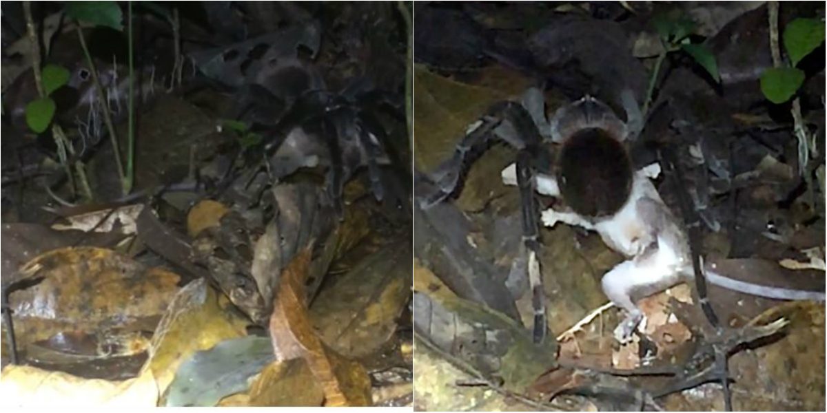 عنكبوتٌ يفترس أبوسوما في غابات الأمازون