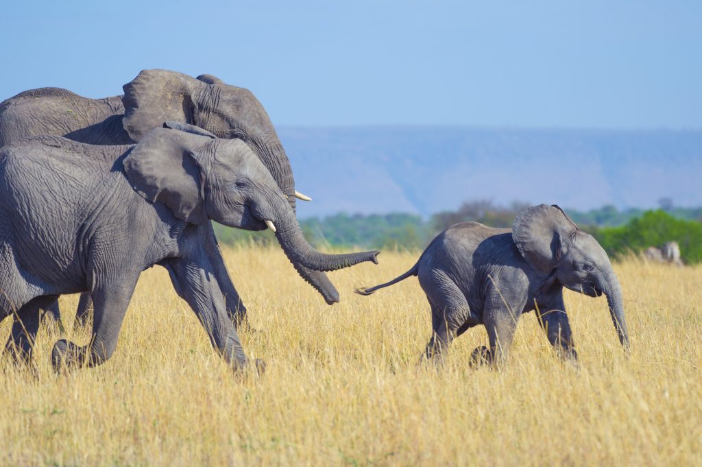 هل تعرف الحيوانات أجدادها كما يعرفهم البشر؟ | عربي بوست