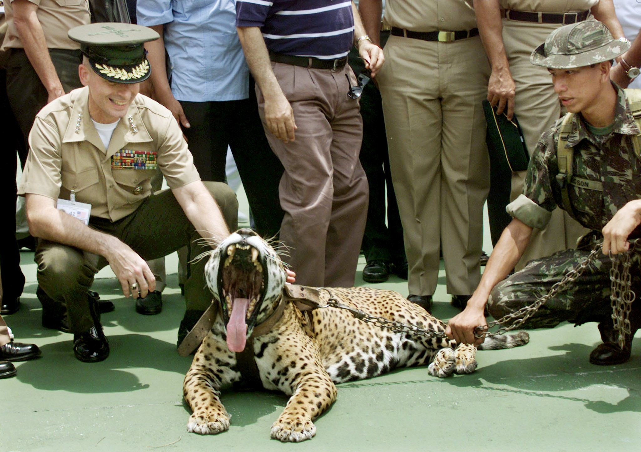 أول نمر جاغوار مولود بالتلقيح الصناعي «تقتله أمه»