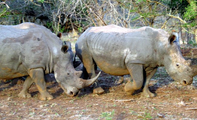 صياد جائر دهسه فيل حتى الموت وأكلت الأسود جسده