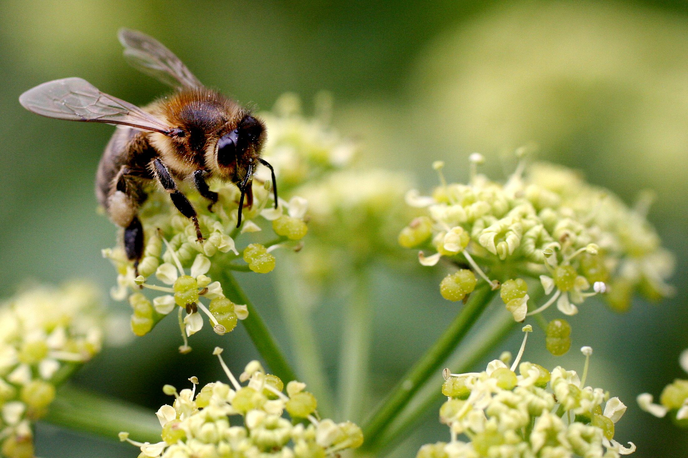 الأطباء يعثرون على 4 نحلاتٍ داخل عين امرأة!