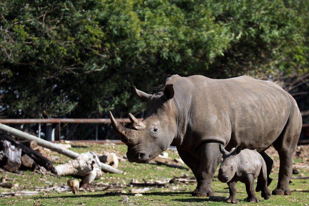 وحيد قرن صوفي