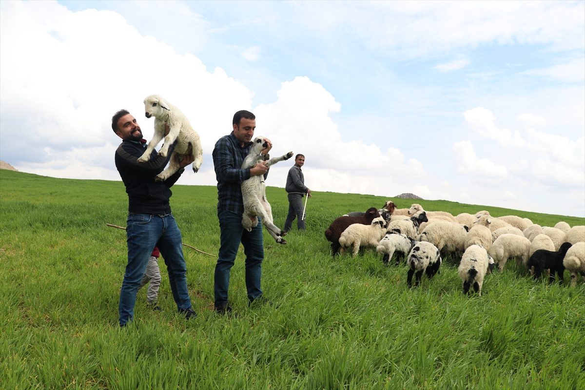 يحبان مهنة تربية المواشي، ويواصلانها بكل شغف، حيث تساعدهما على التخلص من ضغوطات الحياة