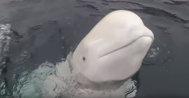 النرويج تعثر على “الحوت الروسي الجاسوس” بعدما اقترب من سُفنها