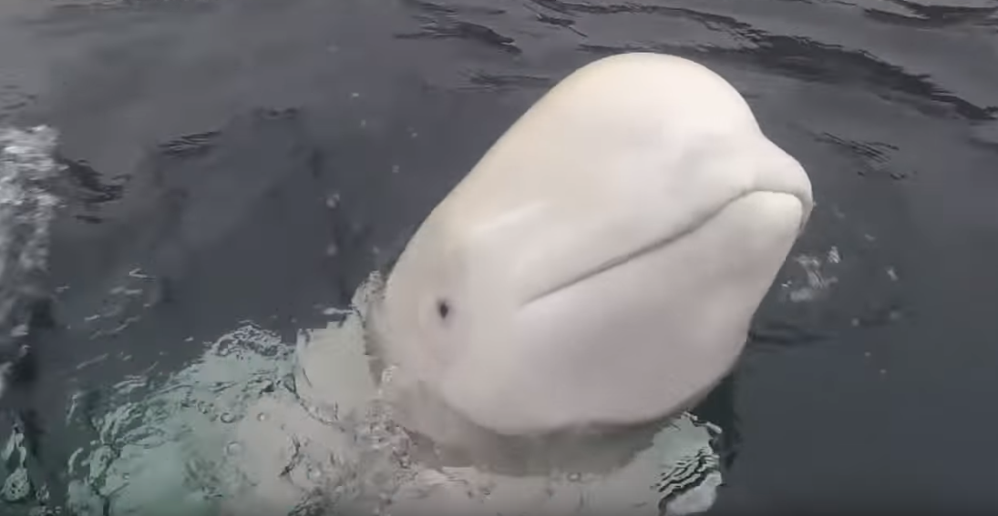 حوت روسي جاسوس