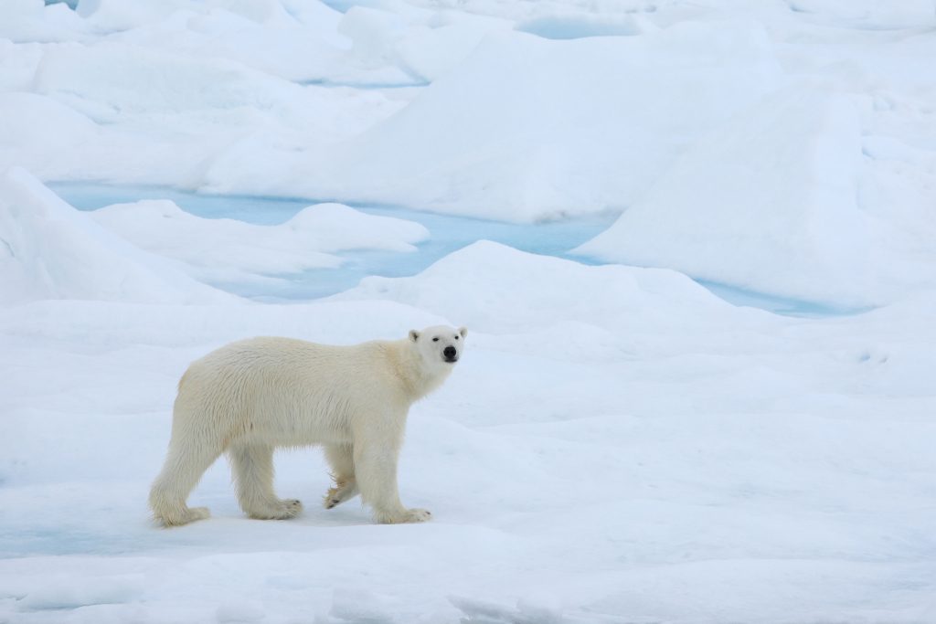 ماذا تعرف عن القطب الشمالي وأهميته؟ | عربي بوست