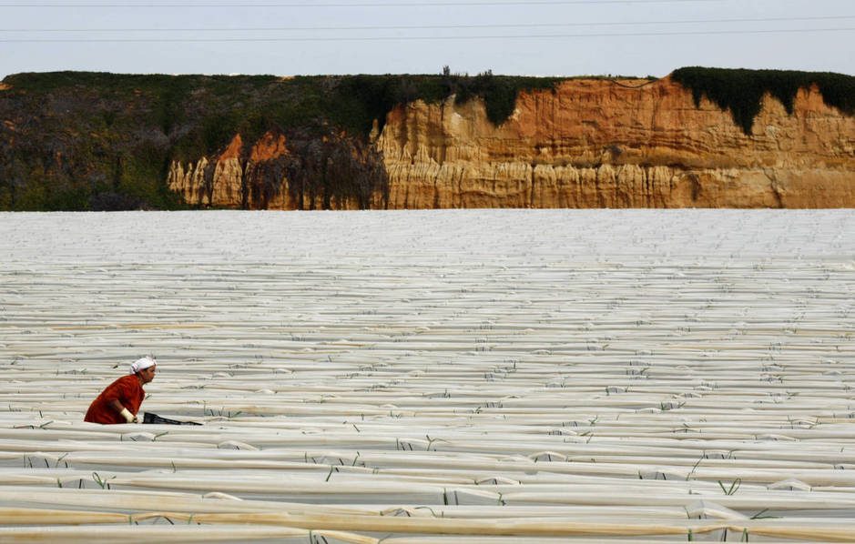 مزارع الفراولة الإسبانية عاملات مغربيات إسبانيا المغرب