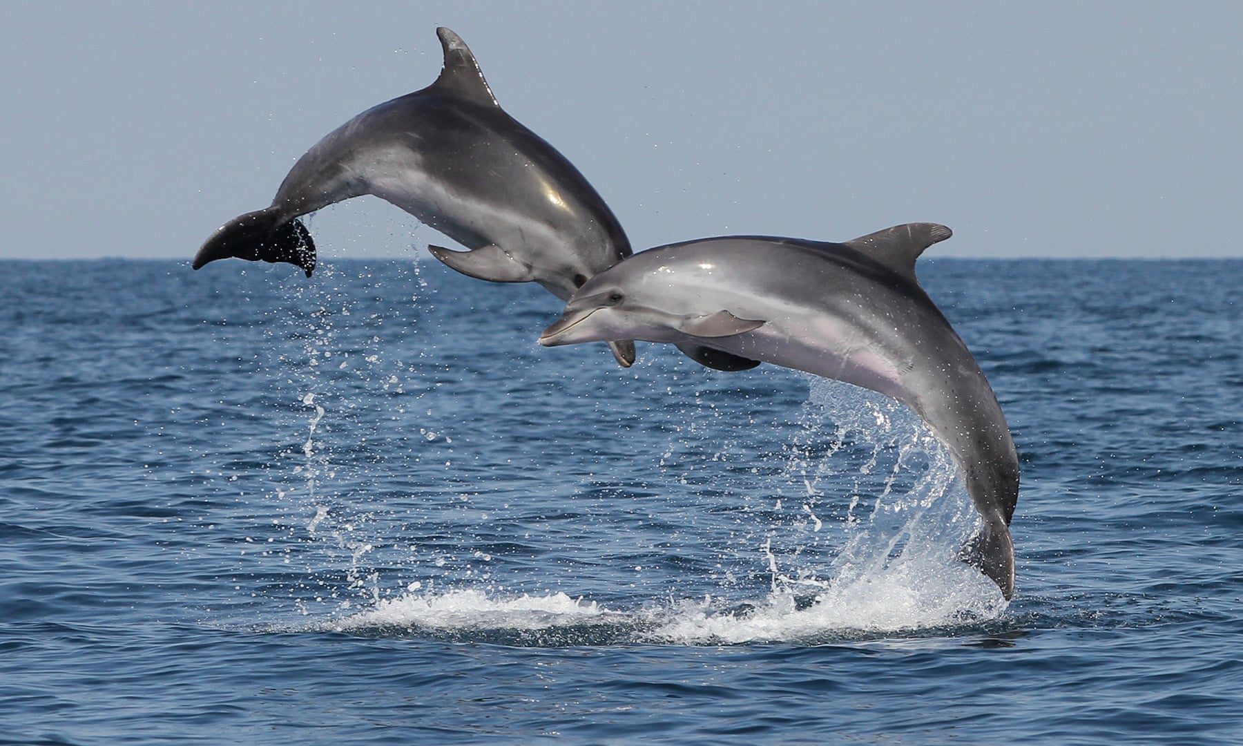 سباق تسليحي تحت الماء.. لماذا تُدرِّب البحرية الأمريكية الحيتان والدلافين وأسود البحر؟